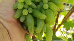 ОЧЕНЬ ЭФФЕКТНАЯ НОВИНКА ОТ КАЛУГИНА!!!🍇🍇🍇 Telegram, WhatsApp и Vlber +79528500417.