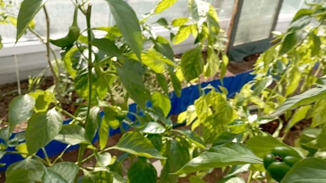 Дача, 6 октября, я в теплице... смотреть онлайн