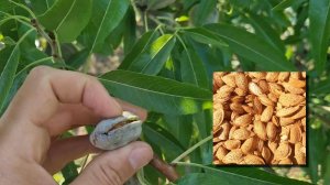 Миндаль Форос крупноплодный сладкий сорт | Small Gardens