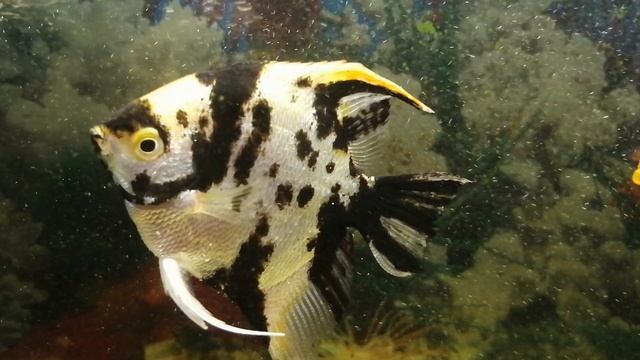 🐟🐠🐟Акара 🐟🐠🐟