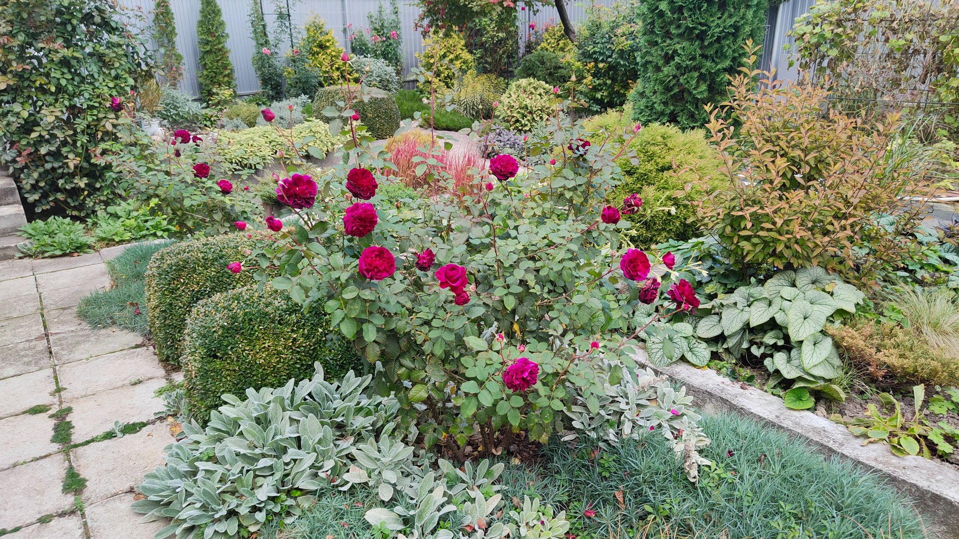 Октябрь в южном саду. Розы цветут, а я занимаюсь пересадками, что, куда и почему сажаю. 06.10.25 г. смотреть онлайн