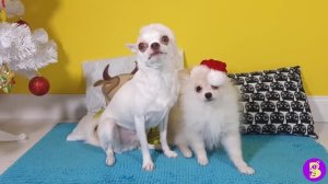 ПИТОМЦЫ ЖДУТ ПОДАРКОВ** У НАС ПОПОЛНЕНИЕ** НОВЫЙ ЩЕНОЧЕК