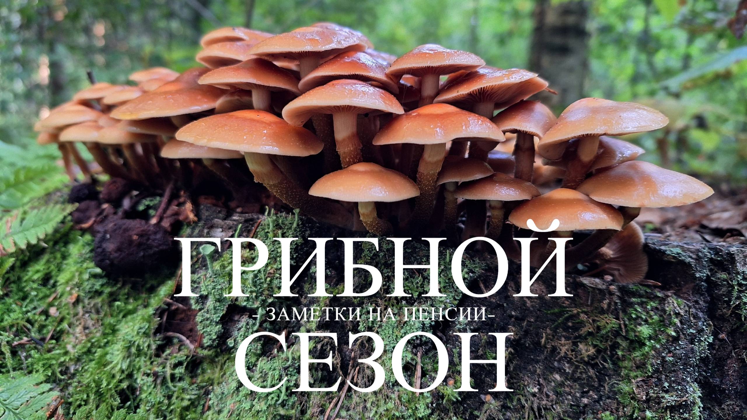 Выход в лес за грибами #деревня #лес #грибы #отдых