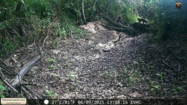 Деловая куница