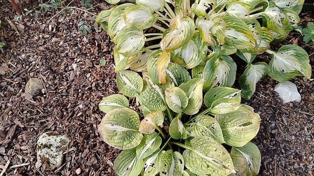 Хосты подморозило, новая мульча из сосновой коры, октябрь 2025 смотреть онлайн