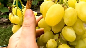 Супер виноград Ландыш Огромные ягоды Small Gardens