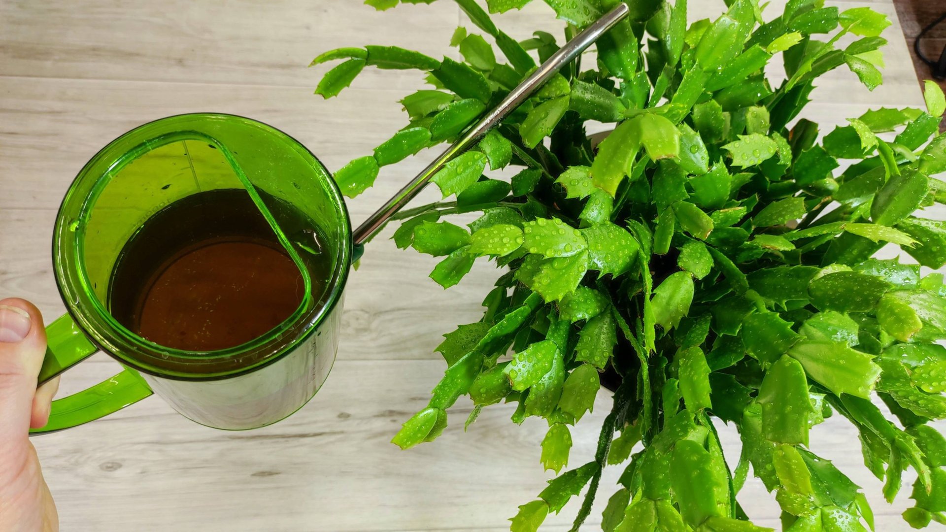 СРОЧНО в ОКТЯБРЕ НАЛЕЙ В ДЕКАБРИСТ и будет цвести круглый год смотреть онлайн