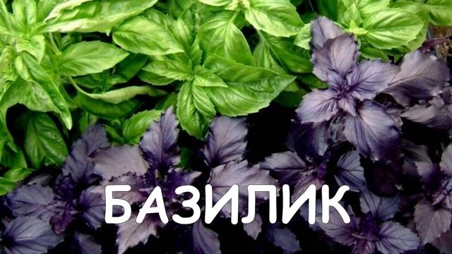 БАЗИЛИК ПОСАДКА УХОД