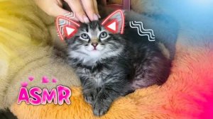 АСМР pov: ты котёнок🐱, и я сделаю тебе приятный массаж кисточками🖌️тихий голос, мурашки