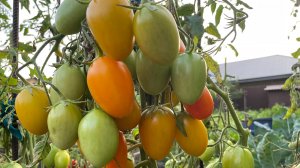 5 ТОМАТОВ с РЕКОРДНЫМ УРОЖАЕМ!