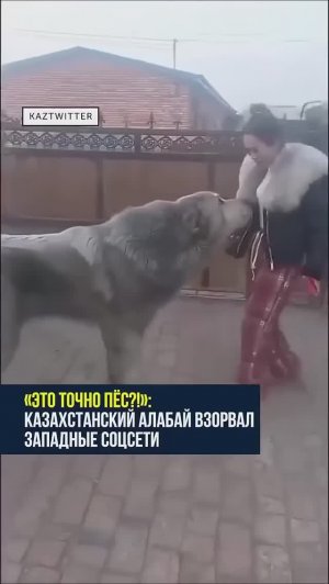 Казахстанский алабай