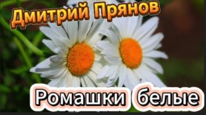 Ромашки белые - Дмитрий Прянов!