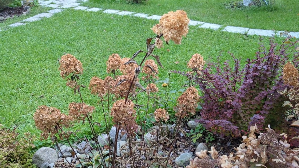 08-10-2025.Дача.Прошедшие заморозки попортили Гортензии🥹 смотреть онлайн