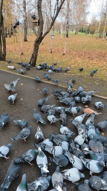 Голуби, сходняк смотреть онлайн