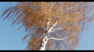 БЕЛАЯ БЕРЁЗА💥(гр.Солдатские сердца)💥💥💥