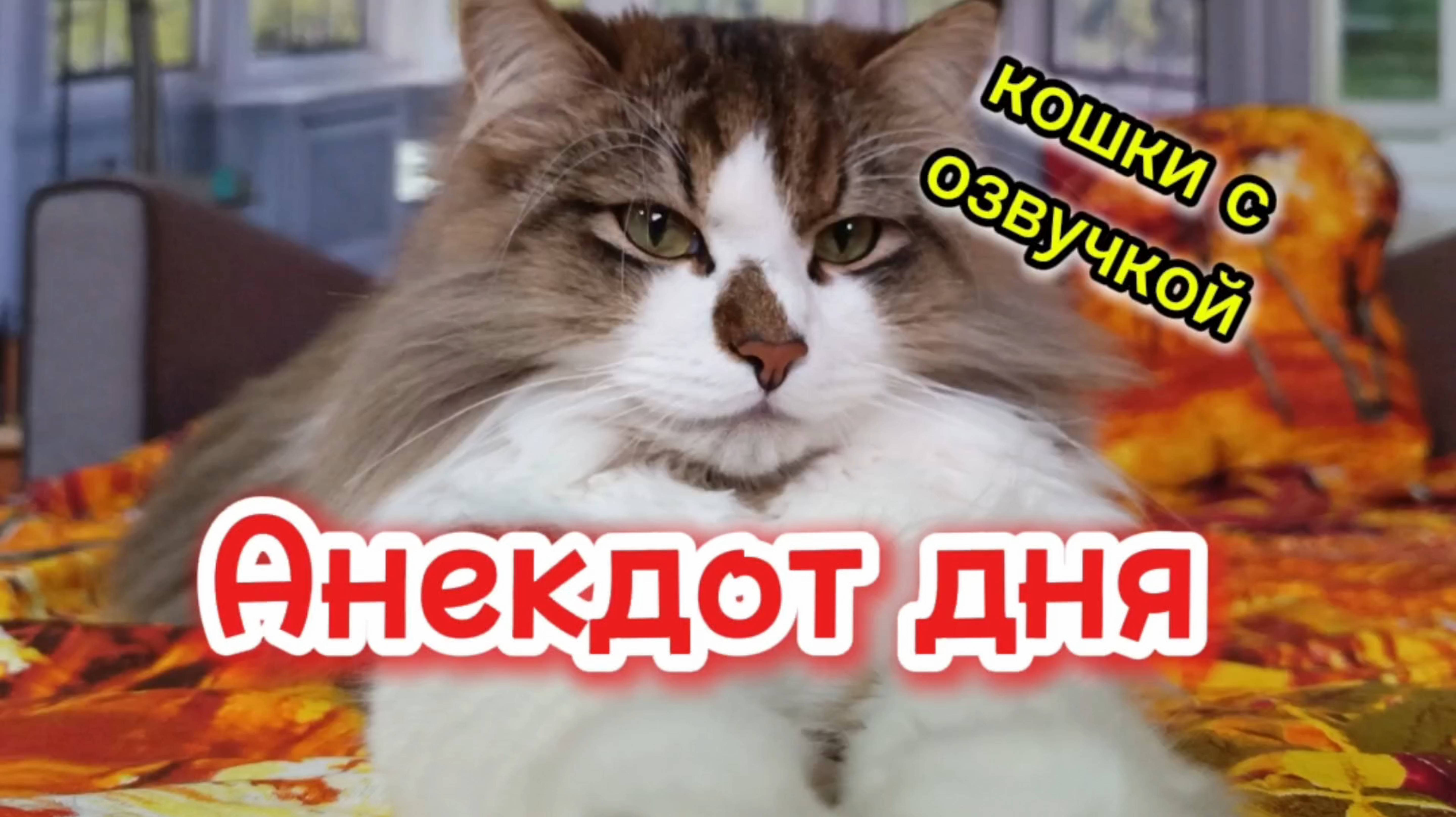 Кошки с озвучкой. Анекдот дня. смотреть онлайн