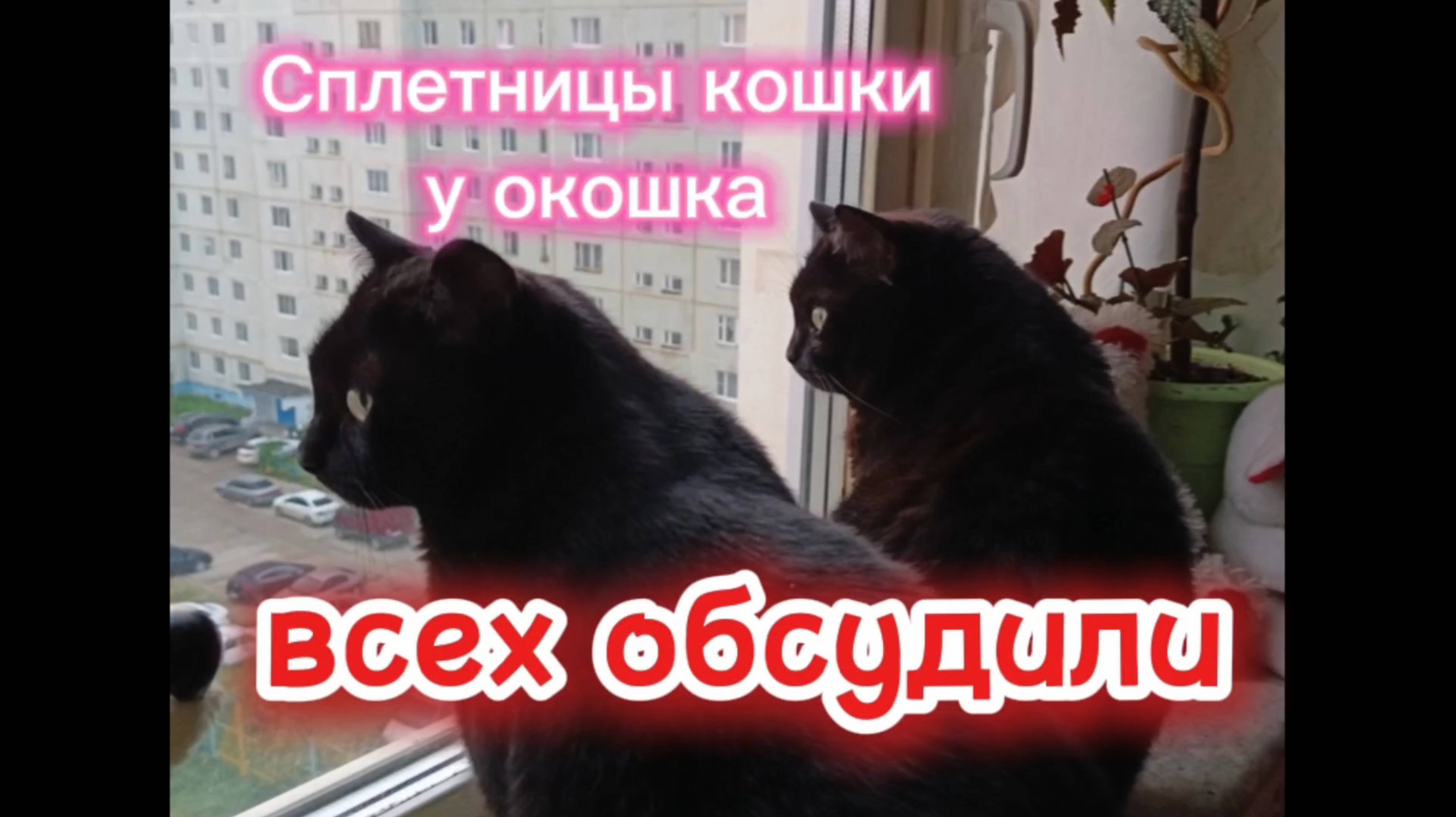 Кошки с озвучкой. смотреть онлайн