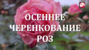 ОСЕННЕЕ ЧЕРЕНКОВАНИЕ