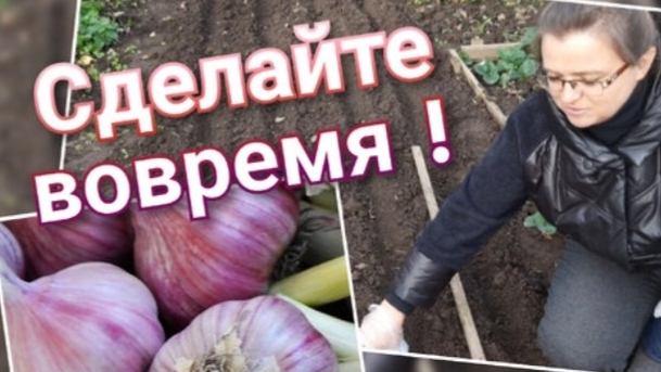 Посадка лука и чеснока под зиму смотреть онлайн