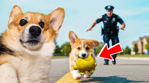 ПЕРВЫЕ ПРОБЛЕМЫ СО ЩЕНКОМ КОРЖИКОМ!!