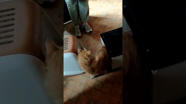 Второй День рождения #перерождение #духовноеразвитие #духовность #переезд #сахаджайога #путь смотреть онлайн