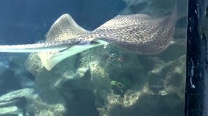 ВЛОГ ИЗ ОКЕАНАРИУМА! КРАСИВОЕ...