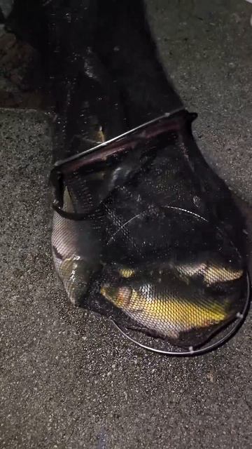 한터낚시터 лысый карп на удочку ночная рыбалка