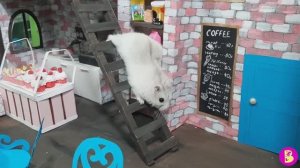 ХОМЯЧОК ОФИЦИАНТ** СКАНДАЛЬНЫЙ ДЕНЬ в ЛЕТНЕЙ КАФЕШКЕ