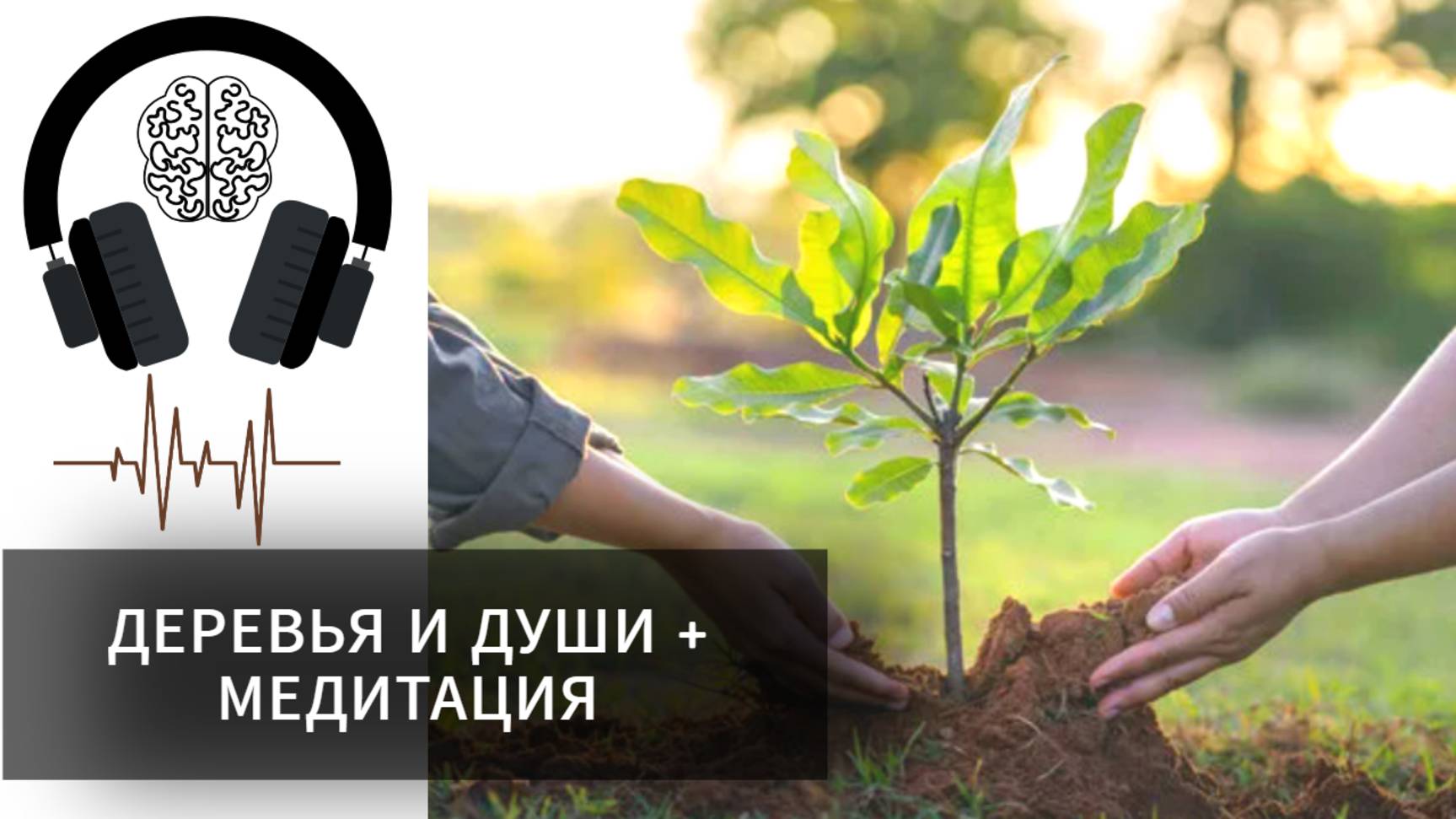 Деревья и души + Медитация