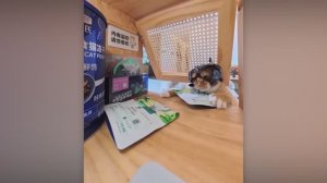 NEW! BRAIN TIME.  ПОЙМАНЫ С ПОЛИЧНЫМ! 🐾🚨 ЛУЧШИЕ МОМЕНТЫ С ХВОСТАТЫМИ ВОРИШКАМИ