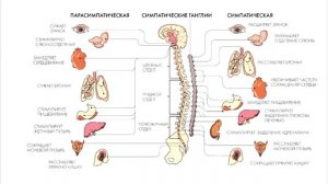 Лекция 19.2. Периферическая нервная система. Сон. Нормальная физиология.