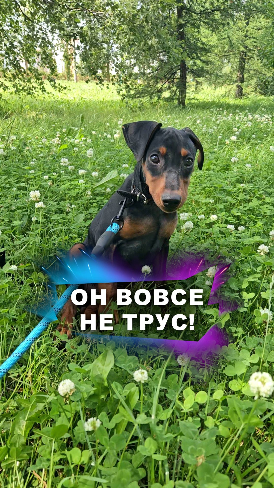 Помоги щенку освоиться #животные смотреть онлайн