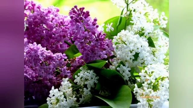 Мой ролик ОДИНОКАЯ ВЕТКА СИРЕНИ.mp4 смотреть онлайн