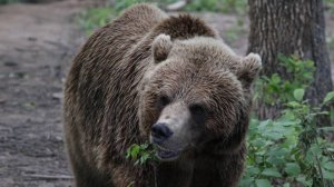 Огромного медведя заметили на улицах Курильска