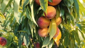 Колоновидный персик Тотем садовода от Small Gardens