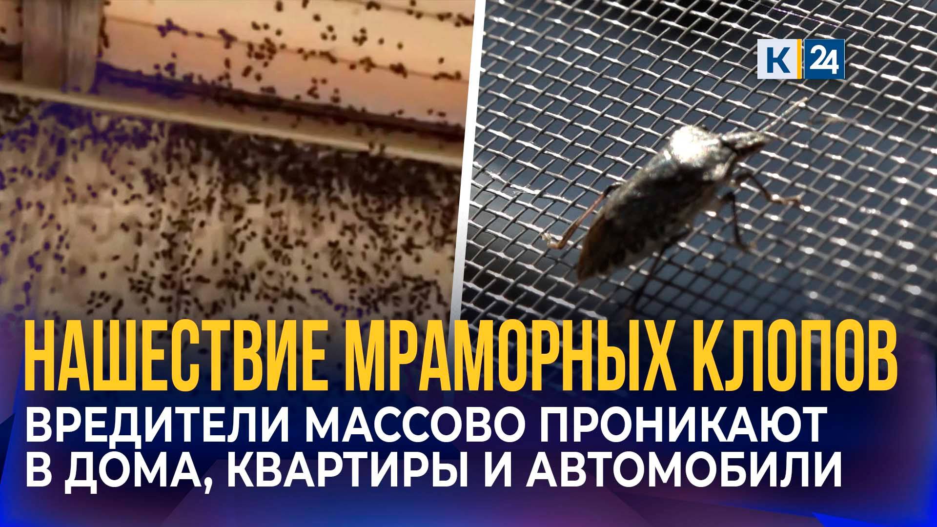 Масштабное нашествие мраморных клопов на Кубани: в чем причина? смотреть онлайн