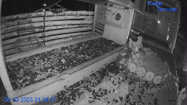 🔴24/7 Кормушка в лесу онлайн "Кафе Лесное" #Relaxing #природа #звуки леса #октябрь смотреть онлайн