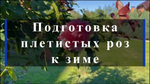 Подготовка плетистых роз к зиме