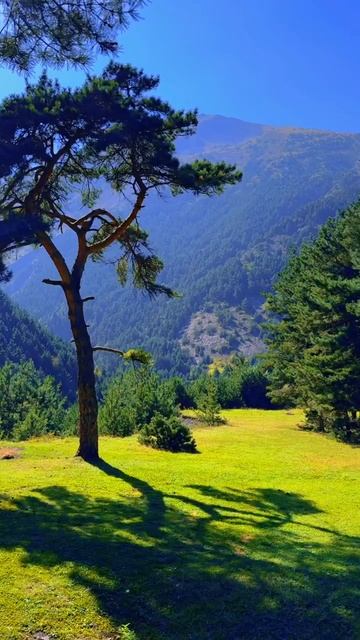 #Хрюгский_лес, #Дагестан, #Россия.