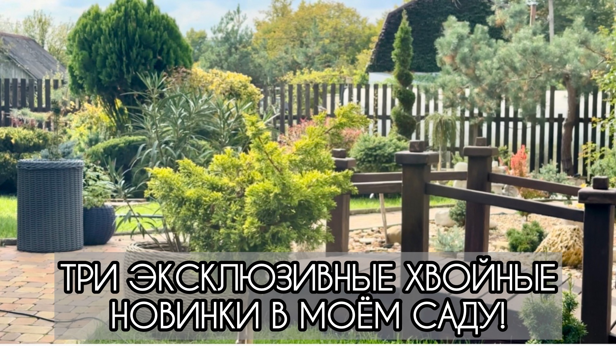 Три эксклюзивные хвойные новинки в саду. смотреть онлайн