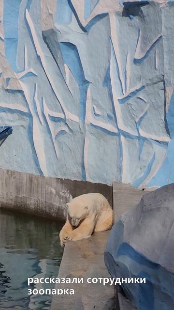 🦜 Путешествие по Петербургу не повлияло на здоровье птицы-носорога Шанти смотреть онлайн