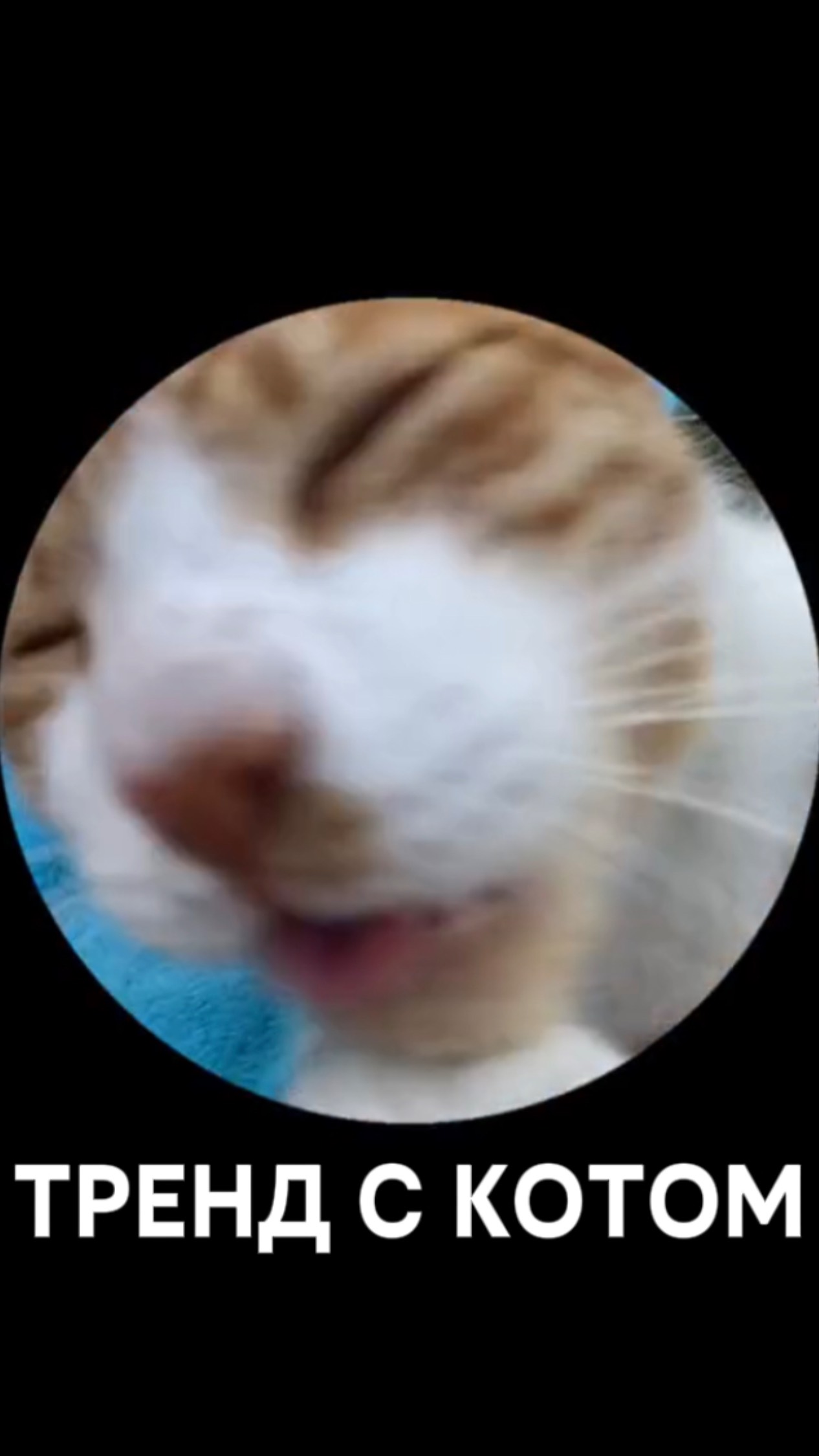 Тренд с котиком смотреть онлайн