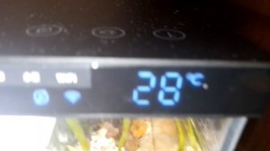 Лечим неонов от манки легко и просто