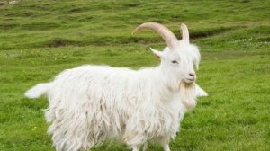 Гороскоп на 2026 год. Год Козы