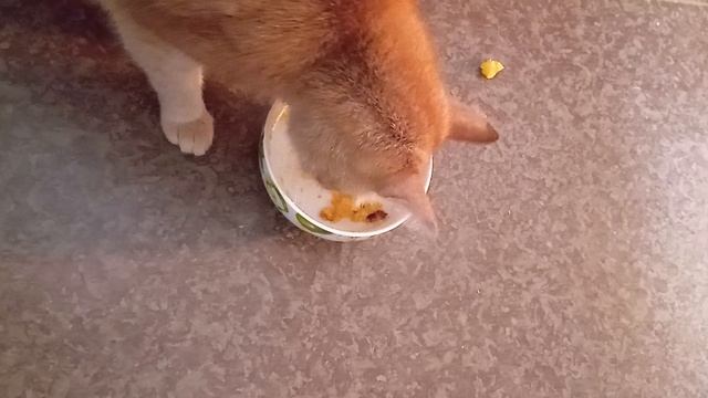 VID_20250928_082743 Кот и тыквенная каша!