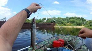 Фильм! Один день с Владимиром Курочка на р Иртыш г Омск 26.06..25 год  Рыбалка спиннингом, троллинг