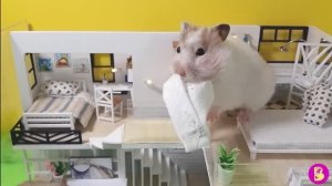 СМЕШНОЙ РОЛИК про ХОМЯЧАТ**СНОВА НЯНЯ