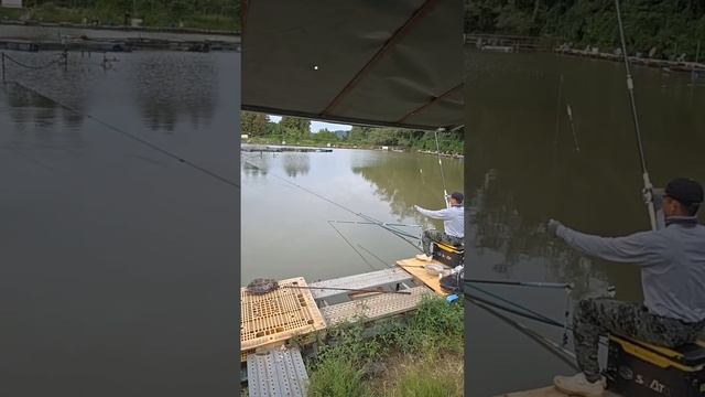 рыбалка на папловок ловим лысых карпов