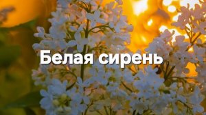 Белая сирень