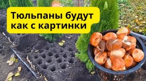 Сажаем тюльпаны по-голландски Ошибку допустить нельзя